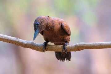 Rufous woodpecker (Micropternus brachyurus) photographed in Mumbai in Maharashtra, India