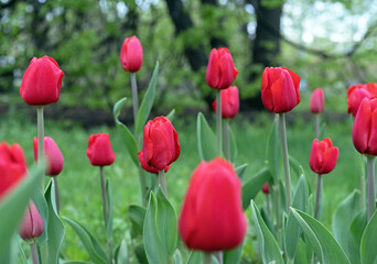 Red tulips at the beginning of their flowering. Half-opened tulip buds of red tulips Gesner's.