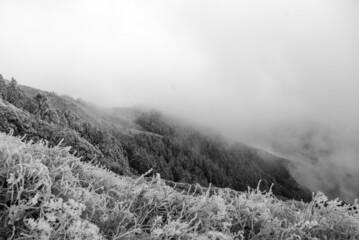 Black and white picture of iced plants clouds snow
