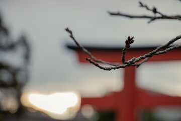 Tree branches under sunset warm color