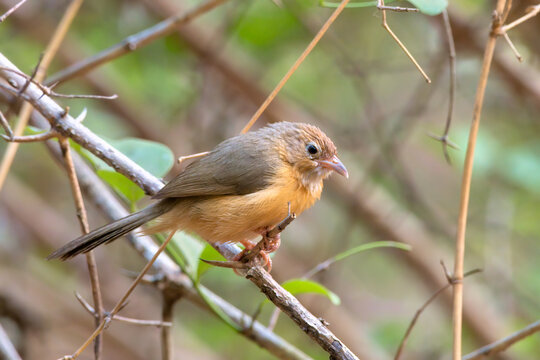 Tawny-bellied babbler (Dumetia hyperythra) also known as the rufous-bellied babbler, photographed in Mumbai in Maharashtra, India