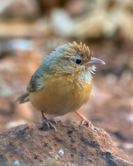 Tawny-bellied babbler (Dumetia hyperythra) also known as the rufous-bellied babbler, photographed in Mumbai in Maharashtra, India