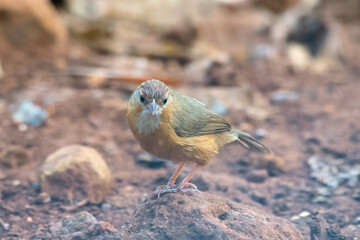 Tawny-bellied babbler (Dumetia hyperythra) also known as the rufous-bellied babbler, photographed in Mumbai in Maharashtra, India