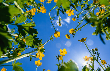 yellow flowers and blue sky