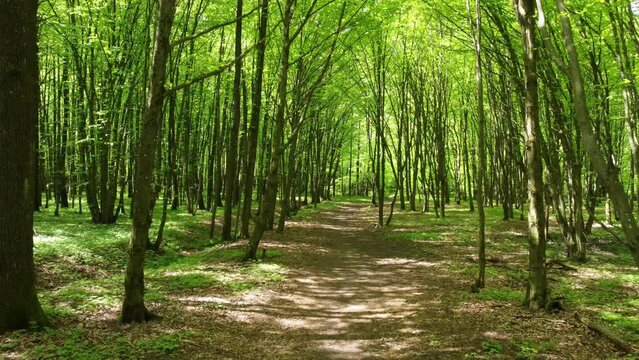 View from the copter on the path in the park. Drone flight through beautiful spring forest.