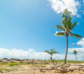 Palm tree under a blue sky in Bas du Fort beach in Guadeloupe
