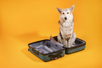 Cute dog is sitting in a suitcase going on vacation