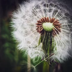 Tuinposter dandelion head © michael