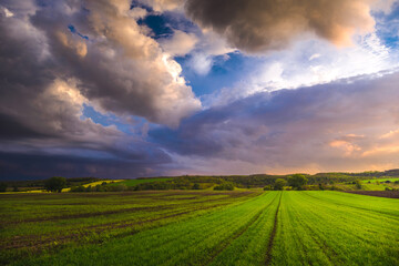 Young grain plants grow in the field. Vegetable rows, agricultural farmlands. Landscape with agricultural land and amazing clouds in the sunset, Hungary