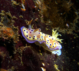 Goniobranchus Kuniei Nudibranch crawling on a wreck Boracay Island Philippines