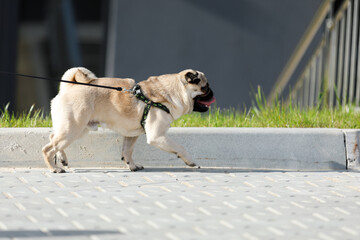 Funny pug walks in the park