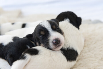 Cute Jack Russell Terrier puppy dogs 12 days old. A litter of doggys lie next to each other and sleep.
