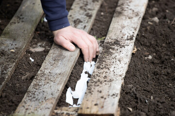 Hand growing seeds on sowing soil.