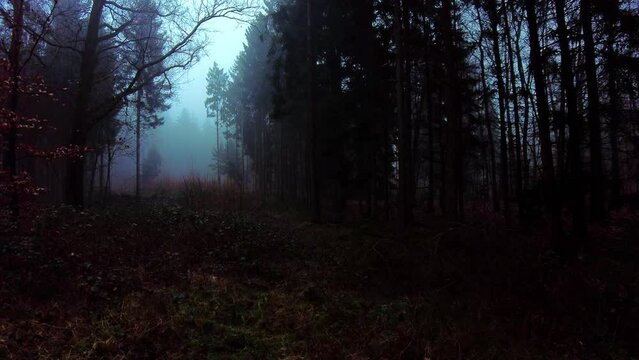 Walking in a beautiful forest landscape of dark mysterious woods with tall trees and fog in the air in a misty autumn season. In Dutch nature