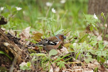 Chaffinch in the grass