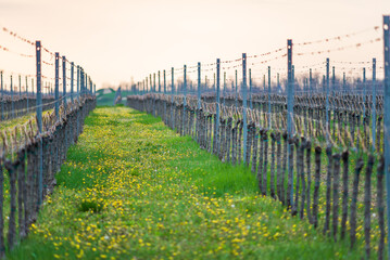 Viticulture: Vines after the pruning in the vineyard. Stuning plantation in spring. Pannonhalma...