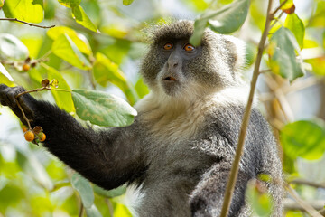Sykes' monkey (Cercopithecus albogularis) feeding on the fruits of the tree.