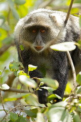 Sykes' monkey (Cercopithecus albogularis) feeding on the fruits of the tree.