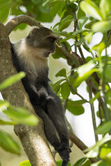 Sykes' monkey (Cercopithecus albogularis) relaxing and yawning in a tree.