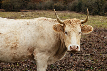 Horned cow looking at camera.Cow stands on a meadow.Cows head looking