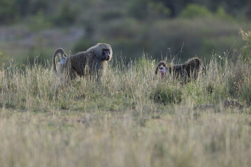 hamadryas baboon (Papio hamadryas) walking in the Nairobi national park