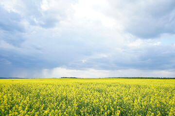 Blooming canola field. Rape on the field in summer. Flowering rapeseed with blue sky and clouds.