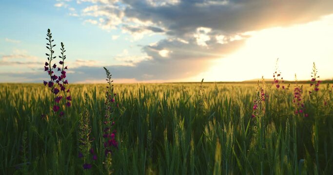 Field in the countryside with blooming wild flowers and green wheat during scenic sunset