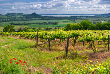 Fototapeta na wymiar Vineyards with the Lake Balaton and the Szigliget Castle in Balaton Highlands, Hungary