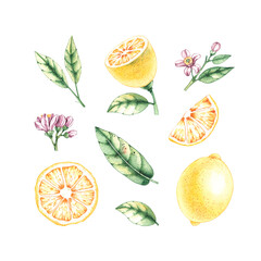 Watercolor set with lemons, leaves and flowers