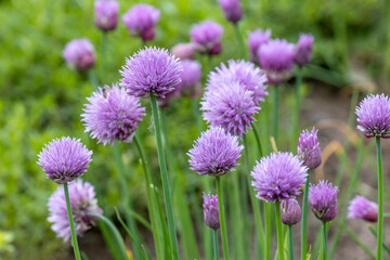 Schnittlauch (Allium schoenoprasum)