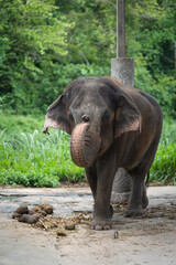 Fototapeta premium Asian elephants were raised in the pen after the completion of training at Mae Taeng Elephant Camp, Chiang Mai, Northern Thailand.