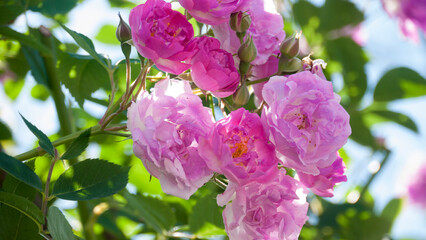 Racimo de rosas rosas en arbusto verde en día soleado