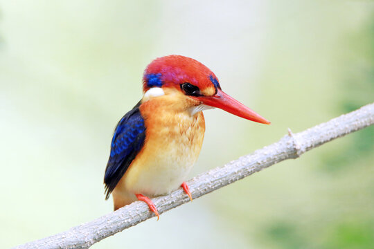 Black-backed Kingfisher on a branch in nature