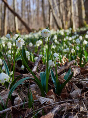 Märzenbecher, Frühlings-Knotenblume, Leucojum vernum