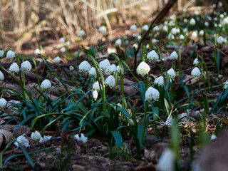 Märzenbecher, Frühlings-Knotenblume, Leucojum vernum