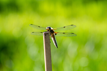 Libelle auf einem Bambus Pfosten vor einem grünen  verschwommenen Hintergrund