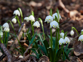 Märzenbecher, Frühlings-Knotenblume, Leucojum vernum
