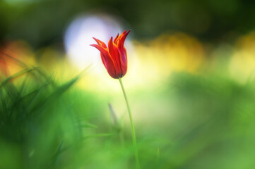 Obraz premium Tulpe vor super softem Bokeh einer Frühlingswiese