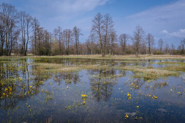 Fototapeta na wymiar Meadow after spring rains in Wegrow County, Masovia region of Poland