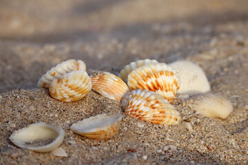 Seashells on a sandy beach at the sunset, partially blurred and unfocused