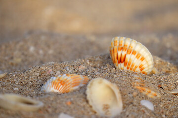 Seashells on a sandy beach at the sunset, partially blurred and unfocused