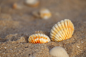 Seashells on a sandy beach at the sunset, partially blurred and unfocused