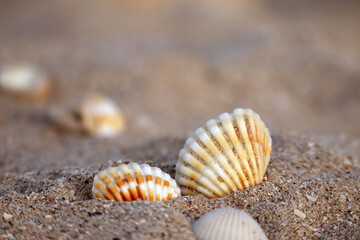 Obraz na płótnie Canvas Seashells on a sandy beach at the sunset, partially blurred and unfocused