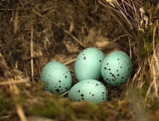 Song thrush nest with four blue eggs