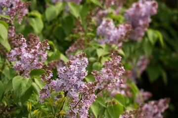 Fototapeta na wymiar Lilac bush with bright clusters of flowers, spring.