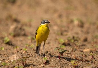 The western yellow wagtail (Motacilla flava) is a small passerine in the wagtail family Motacillidae, which also includes the pipits and longclaws.