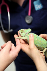 Vets holding and inspecting a green chameleon © Chris Brignell