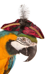 Macaw parrot dressed as a female pirate isolated on a white background