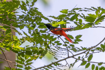 Obraz premium Scarlet Minivet, bird is flying to the tree. Taken picture in Thailand. Nature wildlife concept.