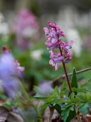 Hohle Lerchensporn, Corydalis cava, Hohlknolliger Lerchensporn